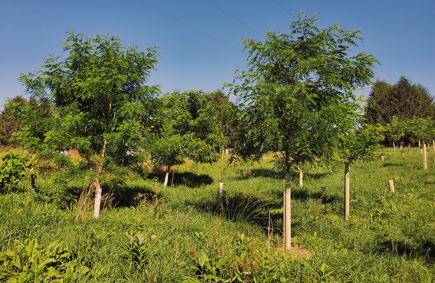 Young trees along PA stream